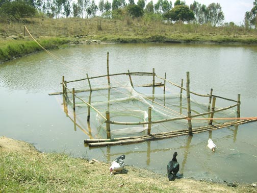 চিত্র:FisheriesCaseCulture.jpg
