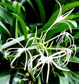 চিত্র:OrnamentalPlants5.jpg