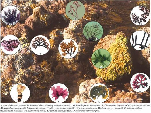 চিত্র:Algae.jpg