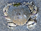 চিত্র:Crab5.jpg