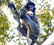 চিত্র:HoolockGibbon.jpg