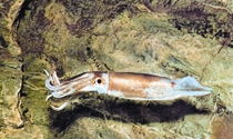 চিত্র:BiodiversitySquid.jpg