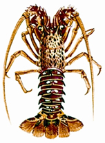 চিত্র:Lobster.jpg