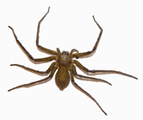 চিত্র:Spider1.jpg