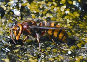 চিত্র:WaspYellowJackat.jpg