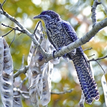 চিত্র:KoelFemale.jpg