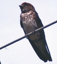 চিত্র:SwallowStreak-throated.jpg