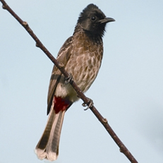 চিত্র:BulbulRed-vented.jpg