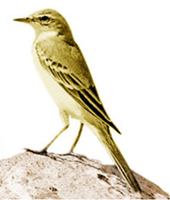 চিত্র:Wagtail1.jpg