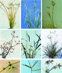 চিত্র:Weed.jpg