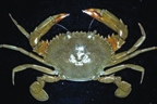 Crab9.jpg