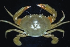 চিত্র:Crab9.jpg