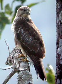 চিত্র:FalconLaggar.jpg