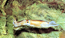 চিত্র:Squid(animal).jpg