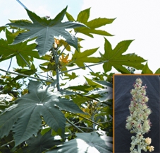 চিত্র:CastorPlant.jpg