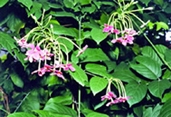 চিত্র:GardenFlowerRangoonCreeper.jpg