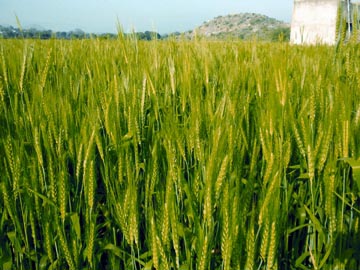 চিত্র:GreenRevolution1.jpg