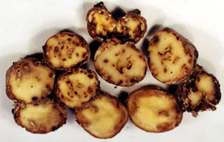 চিত্র:TuberWorm.jpg