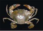 চিত্র:Crab8.jpg