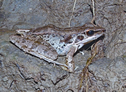 চিত্র:FrogToadHylaranaNigrovittata.jpg