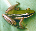 চিত্র:FrogToadHylaranaTaipehensis.jpg