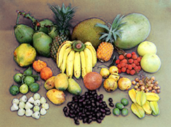চিত্র:Fruit1.jpg