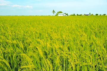 চিত্র:GreenRevolution3.jpg