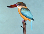 চিত্র:KingfisherStork-billed.jpg