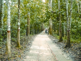 চিত্র:LawachharaNationalPark.jpg