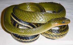 চিত্র:RatSnake.jpg