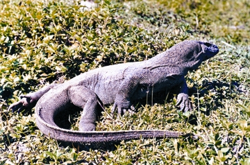 চিত্র:Lizard2.jpg