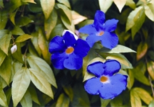 চিত্র:Shrub1.jpg