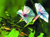 চিত্র:WildFlower15SagarKalmi.jpg