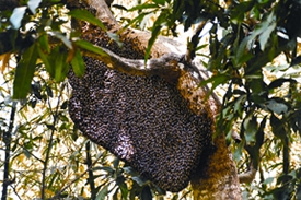 চিত্র:Bee2.jpg