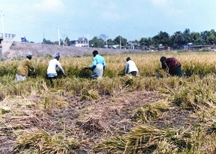 চিত্র:FarmingSystemCutting.jpg