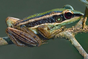 চিত্র:FrogToadHylaranaErythraea.jpg