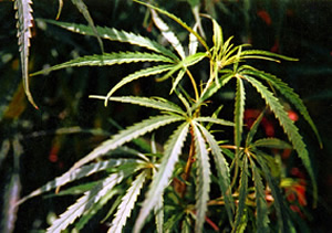 চিত্র:Hemp.jpg