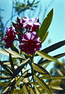 চিত্র:Shrub2.jpg