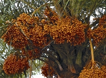 চিত্র:DatePalm.jpg