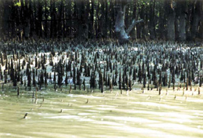চিত্র:TidalForestSindarbans.jpg