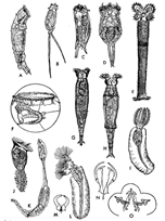 চিত্র:Rotifer.jpg
