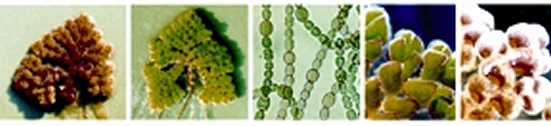 চিত্র:Azolla.jpg