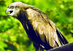 চিত্র:KiteBhubanChill.jpg