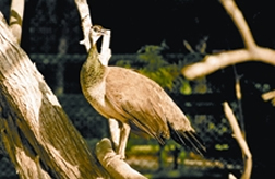 চিত্র:PeacockFemale.jpg