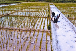 চিত্র:AgriculturalLand.jpg