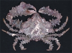 চিত্র:Crab6.jpg