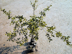 চিত্র:MehendiPlant.jpg