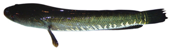 চিত্র:SnakeheadShol.jpg