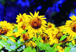 চিত্র:Sunflower.jpg
