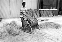 চিত্র:AgricultureThreshing2.jpg